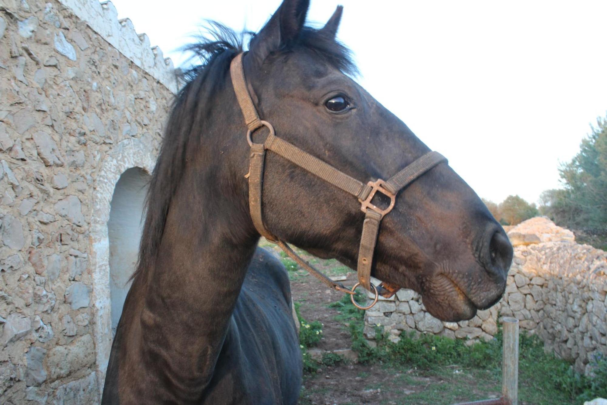 Agroturismo Santa Mariana Alaior Εξωτερικό φωτογραφία
