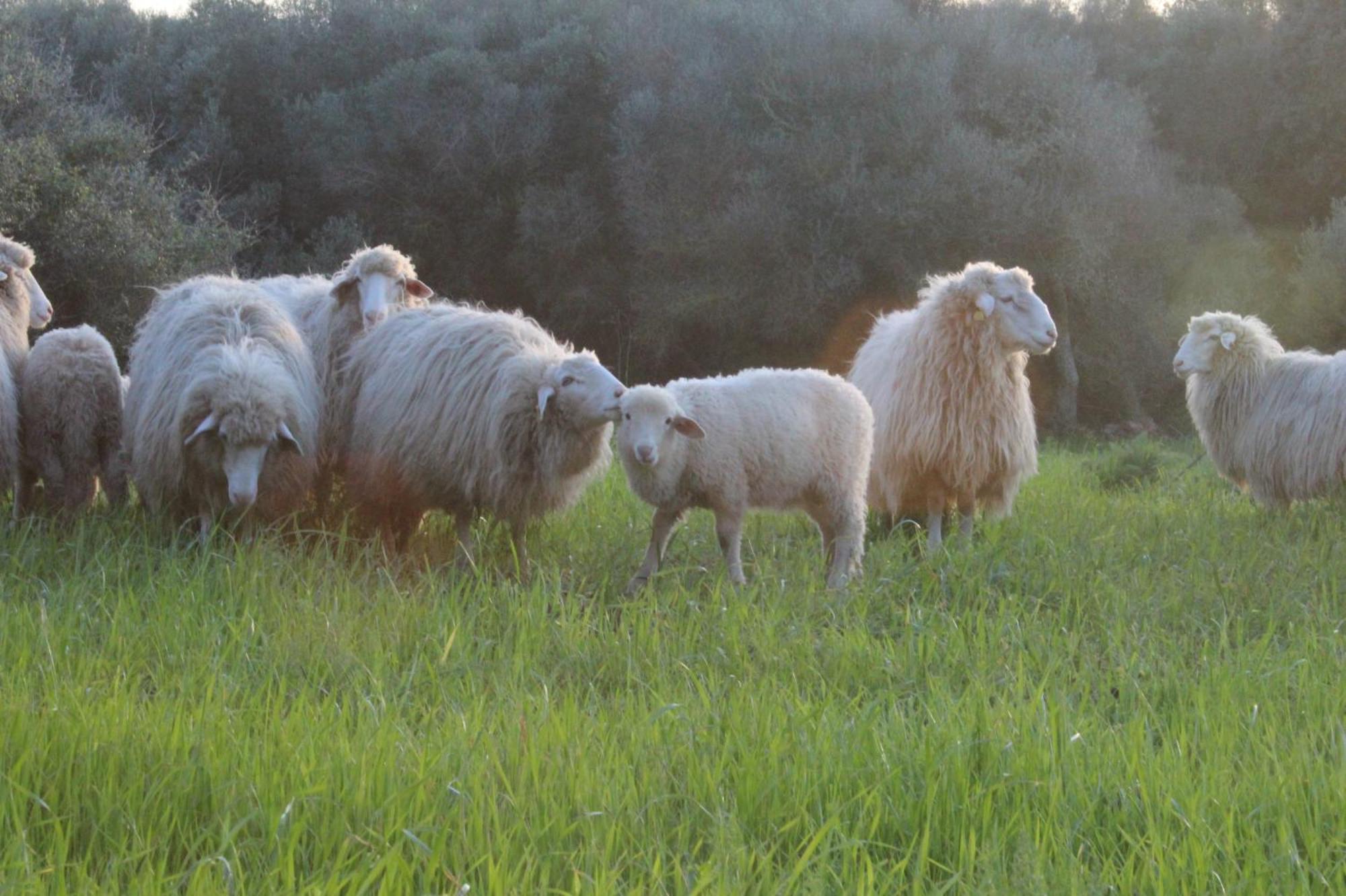 Agroturismo Santa Mariana Alaior Εξωτερικό φωτογραφία