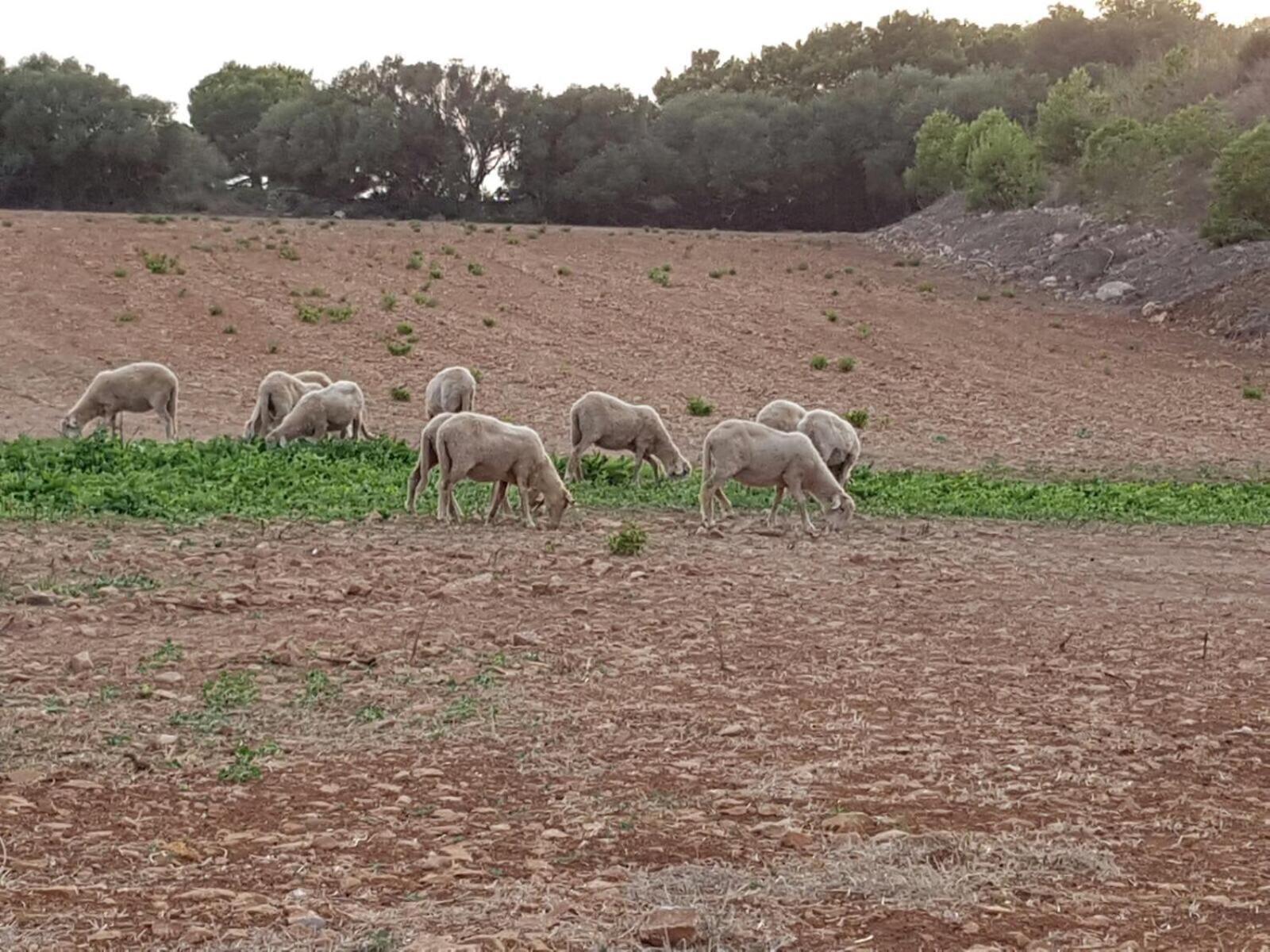 Agroturismo Santa Mariana Alaior Εξωτερικό φωτογραφία