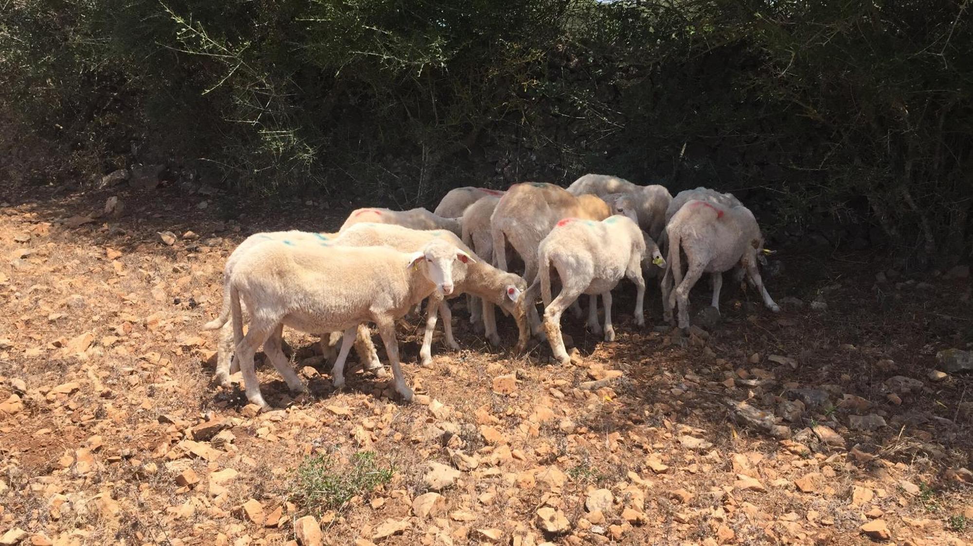 Agroturismo Santa Mariana Alaior Εξωτερικό φωτογραφία